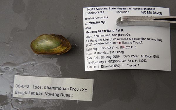 specimen
