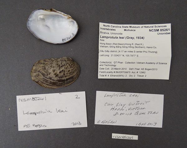 specimen