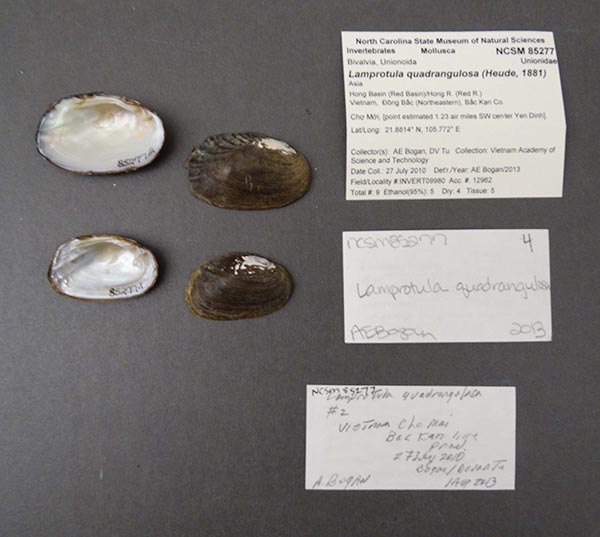 specimen