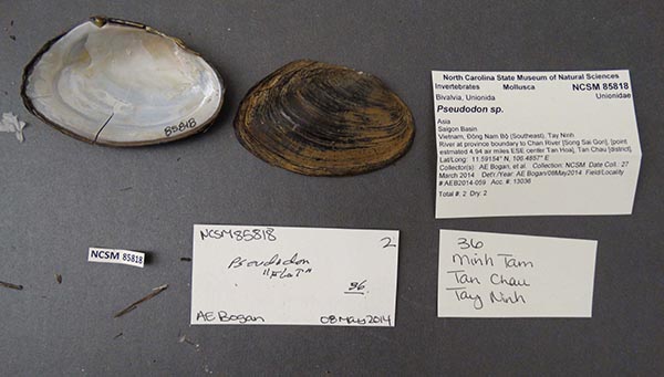 specimen