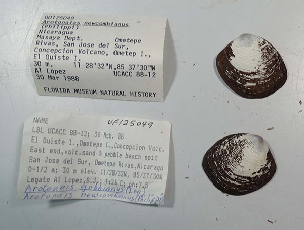 specimen