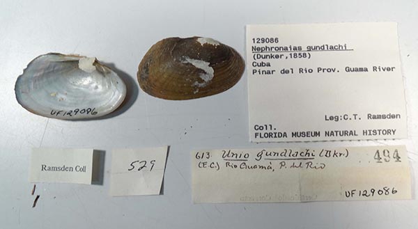 specimen