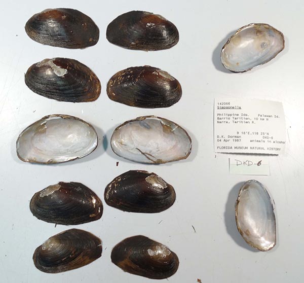 specimen