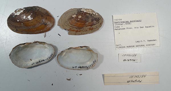 specimen