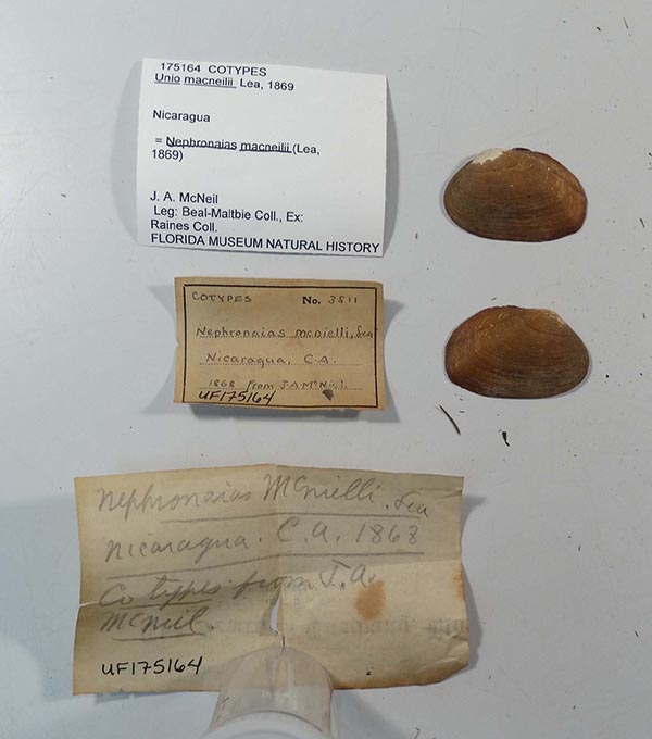 specimen