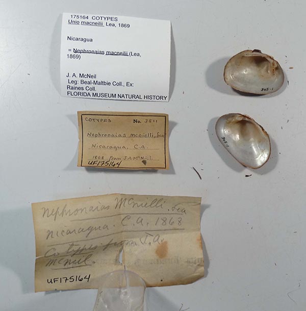 specimen