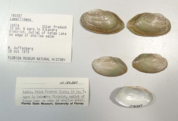 specimen