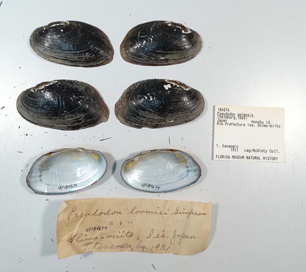 specimen