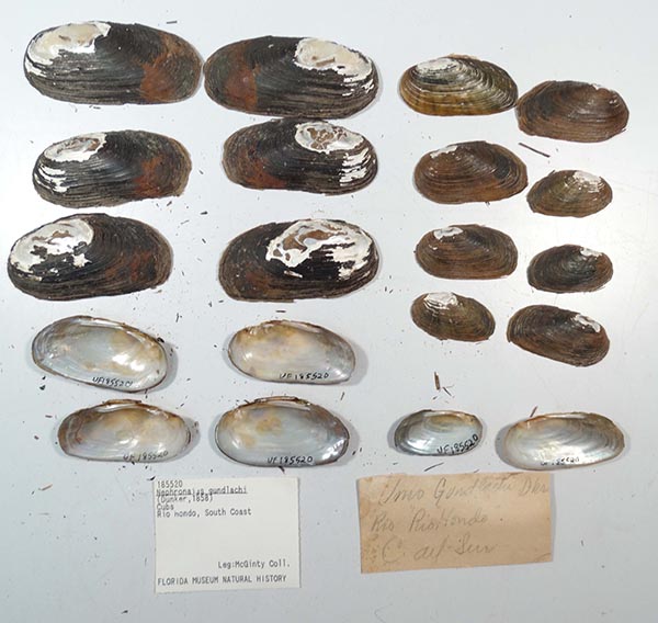 specimen