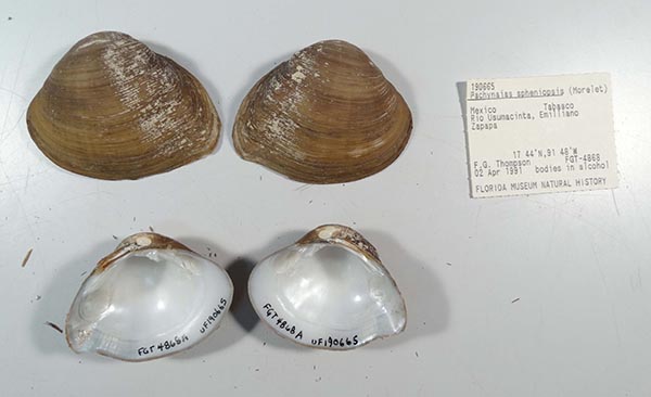 specimen
