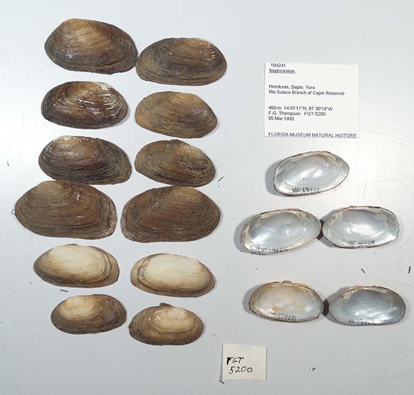 specimen