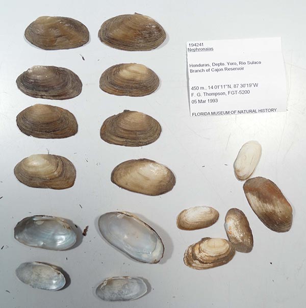specimen