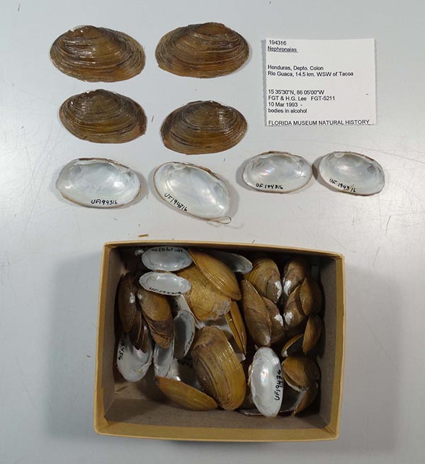 specimen