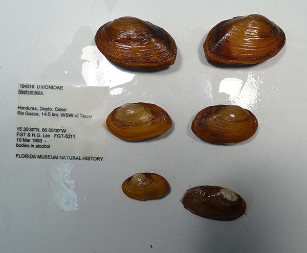 specimen