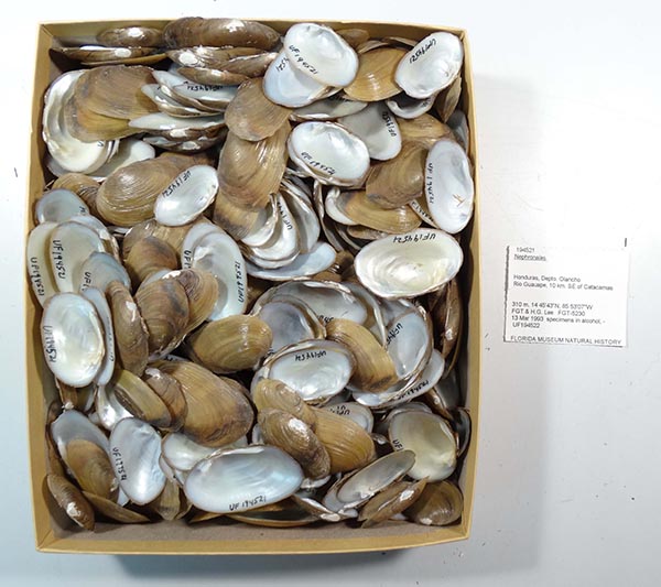specimen