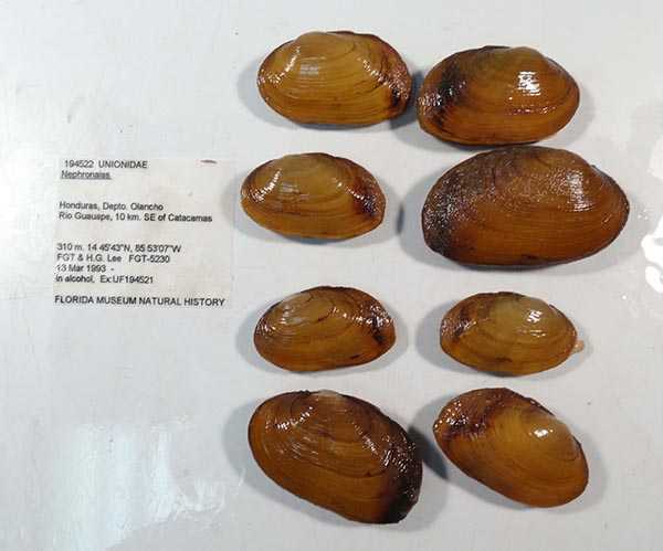 specimen