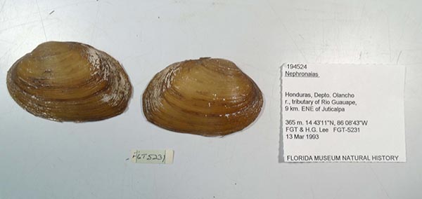 specimen