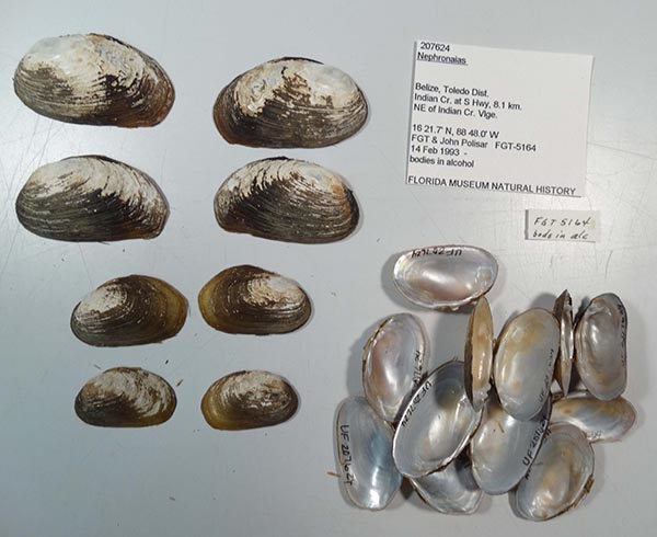 specimen