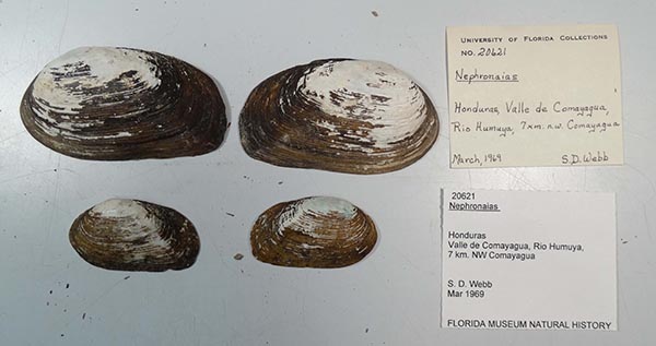 specimen