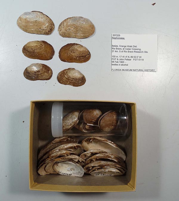 specimen
