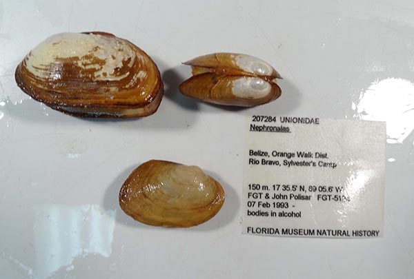 specimen