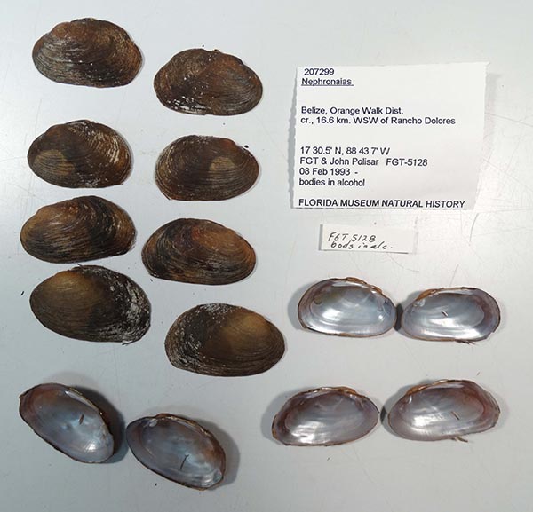 specimen
