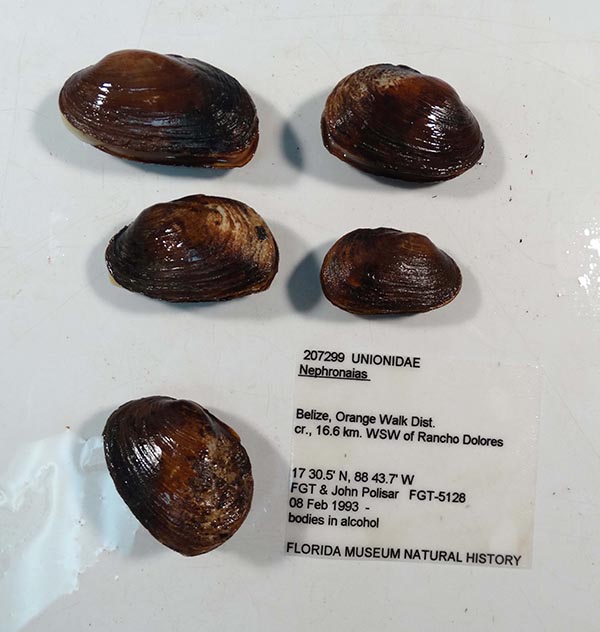 specimen
