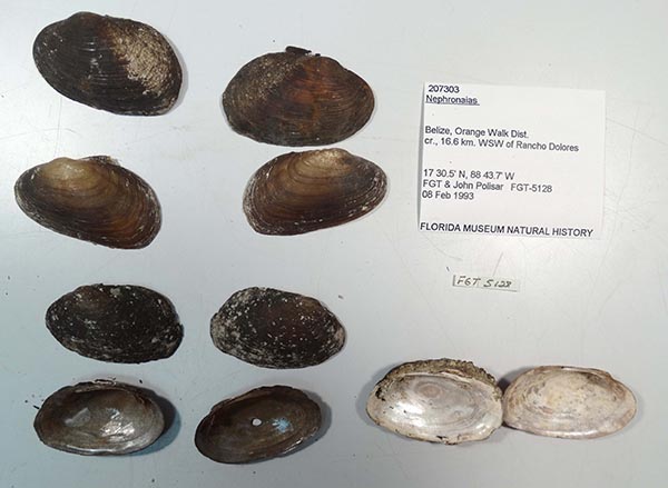 specimen