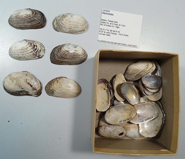 specimen