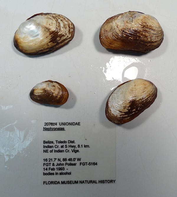 specimen