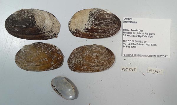 specimen