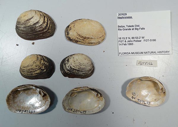 specimen