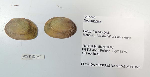 specimen