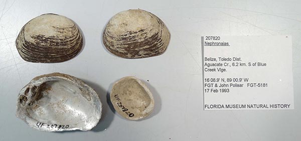 specimen