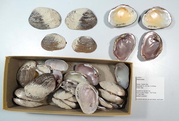 specimen