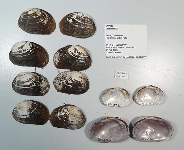 specimen
