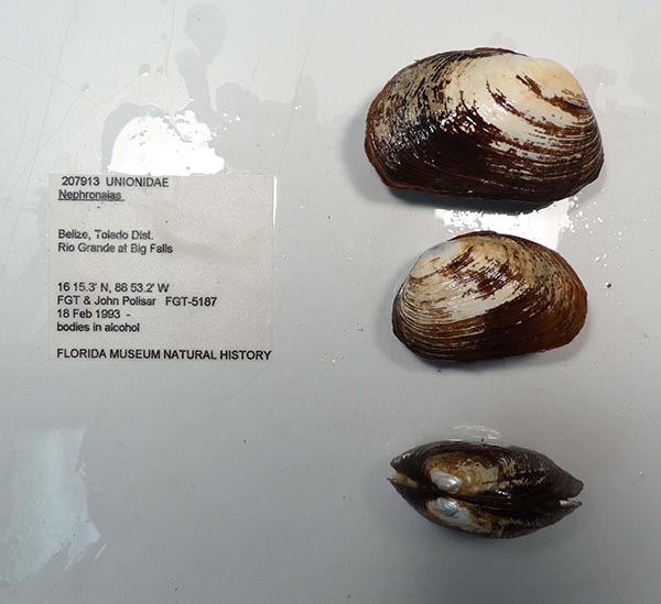 specimen