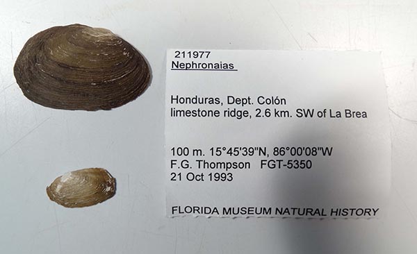 specimen