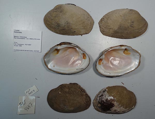 specimen