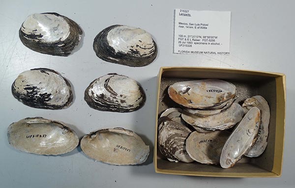specimen