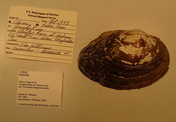 specimen
