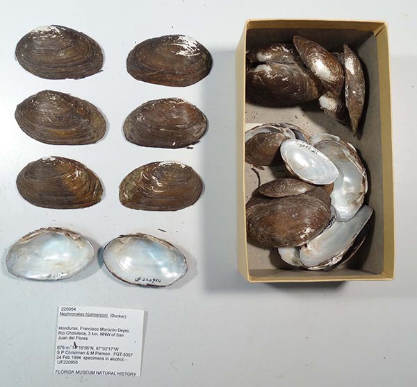 specimen