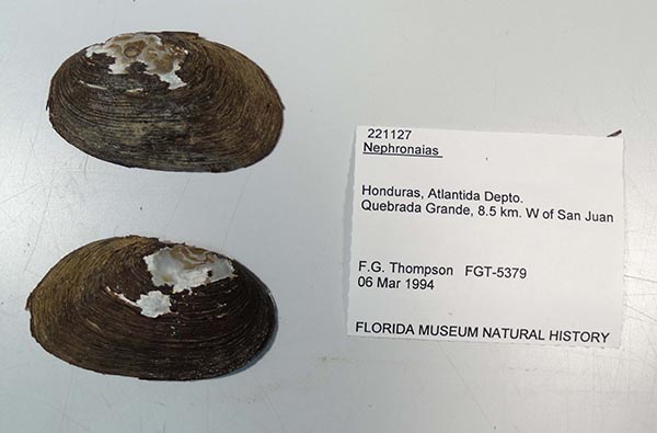 specimen