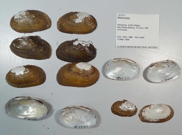 specimen