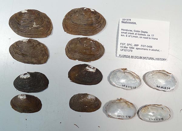 specimen