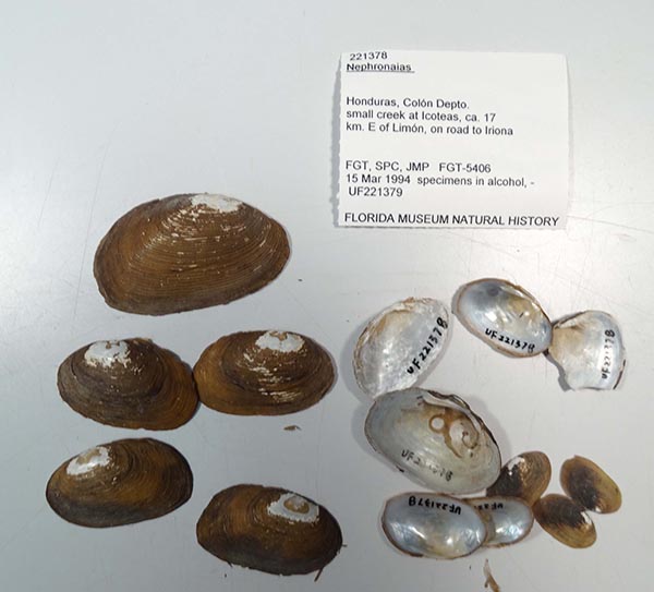 specimen