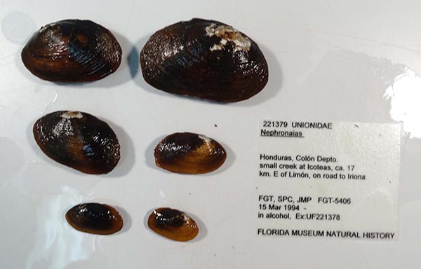 specimen