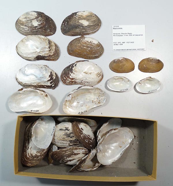 specimen