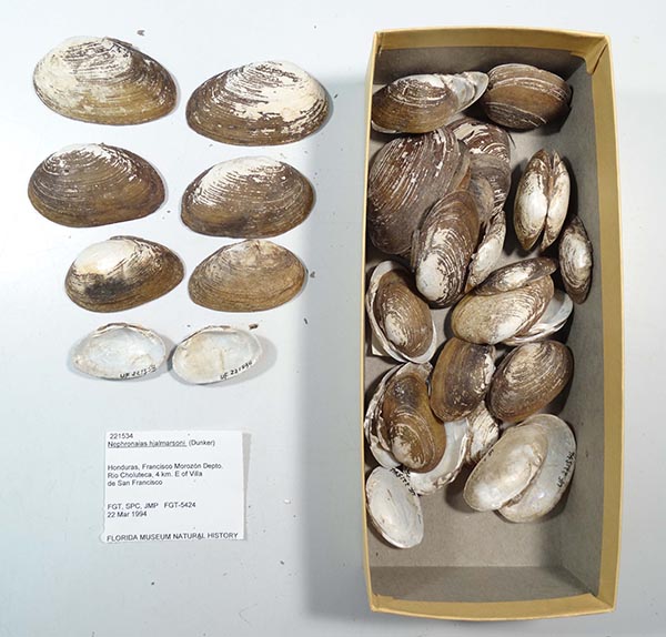 specimen