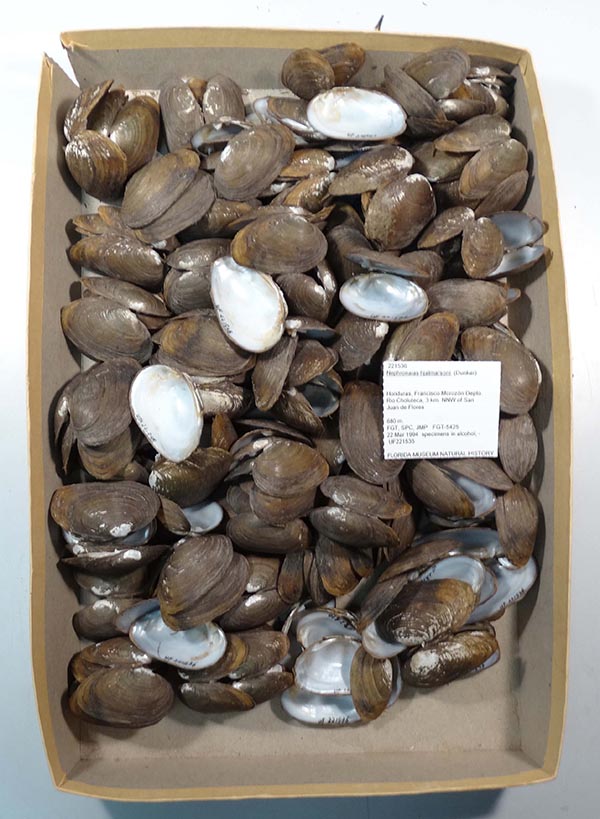 specimen